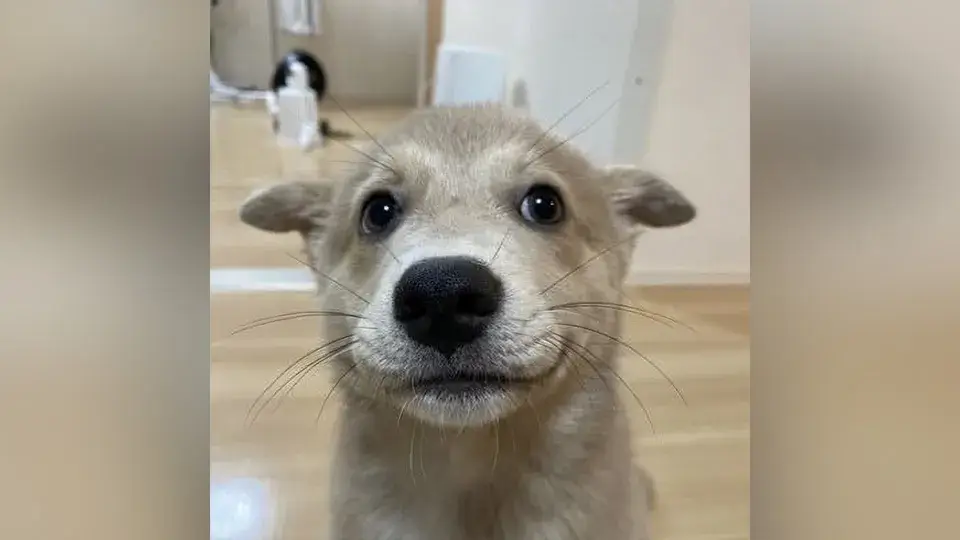 -してやったり顔イッヌ